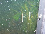 Cross A cf cirrhosus A sp L181 
 Drey_U