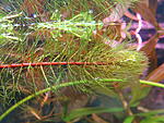 Myriophyllum pinnatum 2