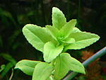 Pogostemon stellatus Narrow Leaf 2