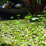 Hydrocotyle tripartita 04