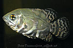 astronotus II
