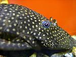 IMG 4672 
 
