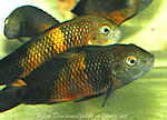 Tropheus moorii 'bemba'