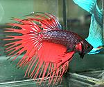 Betta splendens III