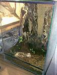 Poecilotheria regalis