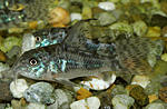 Corydoras paleatus