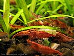 Neocaridina heterpoda `Red Cherry`