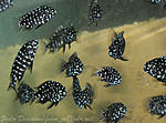 Trtopheus duboisi III