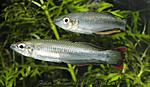 Bedotia gaeyi
