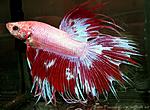 Betta splendens X