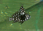 Trtopheus duboisi II