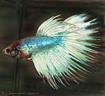 Betta splendens XIII