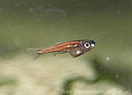 Danio [Brachydanio] frankei (8 )