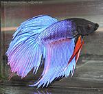 Betta splendens IX
