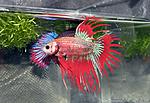 Betta splendens V