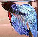 Betta splendens II