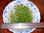 Lindernia rotundifolia2