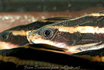 Platydoras costatus