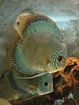 IMG 0281