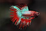 Betta splendens XI