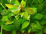 hygrophila corymbosa compact