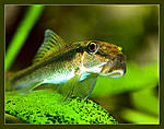 Nikon D90, 
Nikkor 24x85 f2,8-4D, 
  
75, 800, 1/60, f16