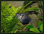 Nikon D90, 
Nikkor 24x85 f2,8-4D, 
  
35, 500, 1/60, f16.