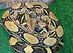 Boa constrictor
