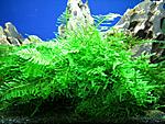 Spiky Moss