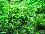 fisidens fontanus