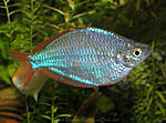 Melanotaenia praecox