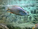 Dimidiochromis compressiceps