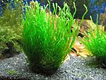 Flame Moss