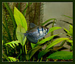 Nikon D90, 
Nikkor 24x85 f2,8-4D, 
  
35, 500, 1/60, f16.