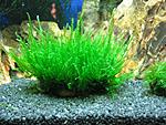 Spiky moss  