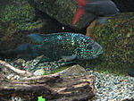 IMG 7509