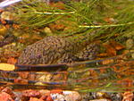 Ancistrus sp. "MadreDeDios"