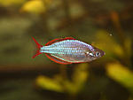 Melanotaenia praecox,  