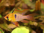 Microgeophagus ramirezi