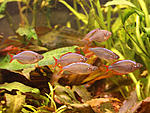 Melanotaenia praecox