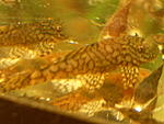 Ancistrus sp. "Madre De Dios"