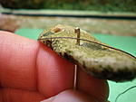P4250795