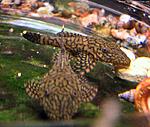 Ancistrus sp. "MadreDeDios"