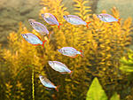 Melanotaenia praecox: 
