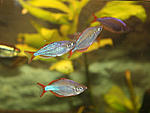 Melanotaenia praecox