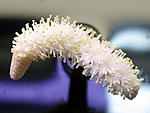  Aponogeton madagascariensis
