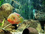 Hemichromis sp. Bangui