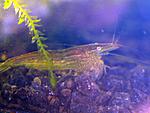 Caridina cf. babaulti "Green"