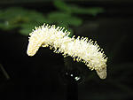  Aponogeton madagascariensis