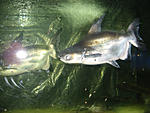 IMG 7487